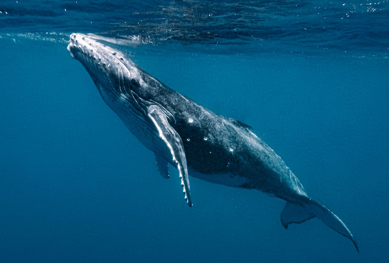 Whales Are Ingesting a Stunning Amount of Microplastics