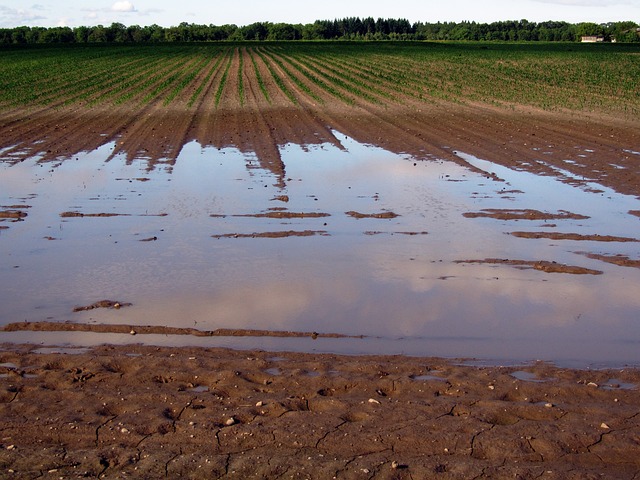 The Hyperlink Between Flooding and Biodiversity Loss